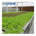 agricultural multi-span vegetables greenhouse